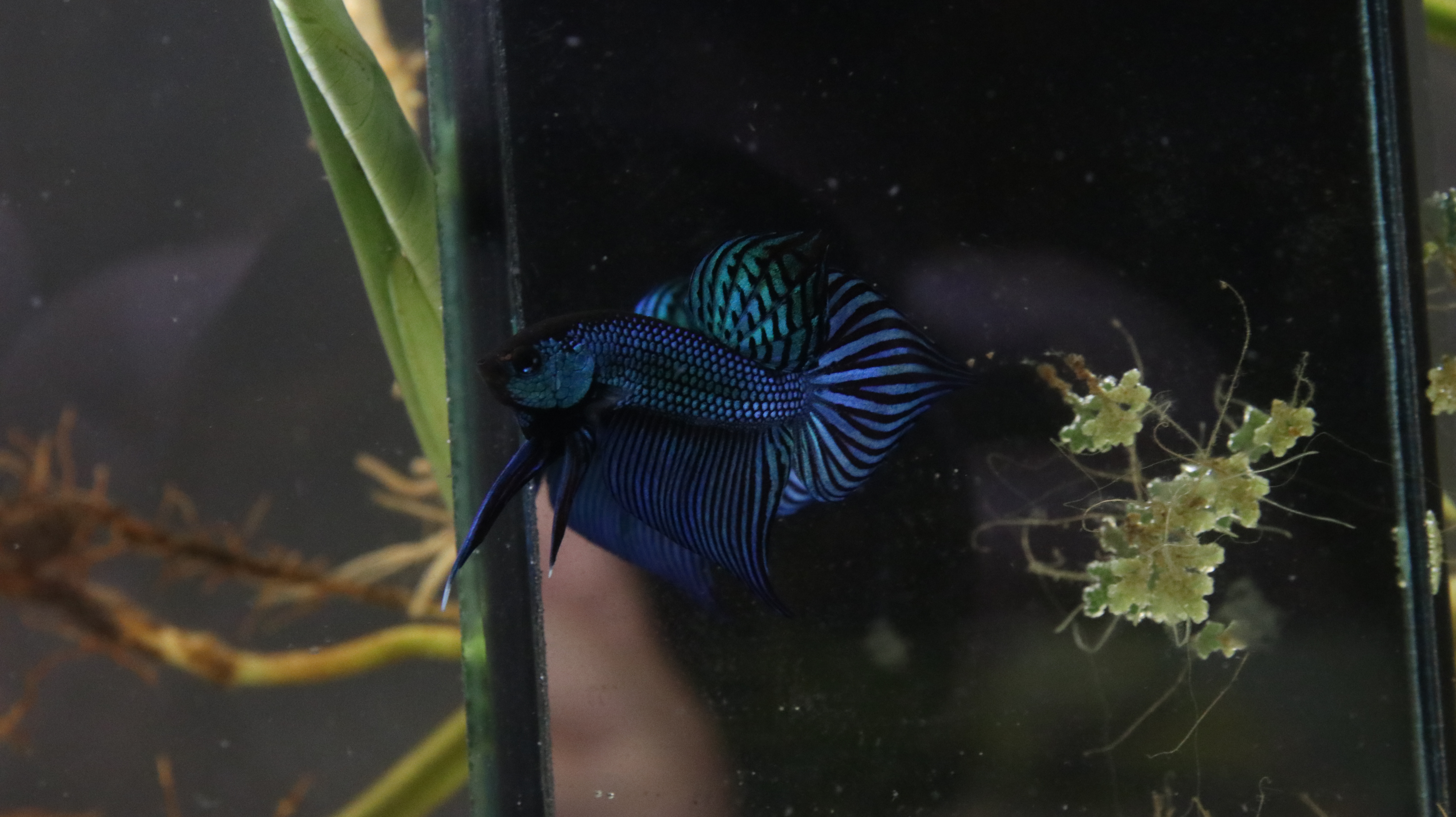 Wild betta in natural style tank